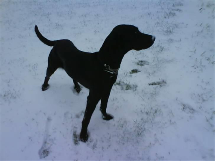 Blanding af racer Citta (Solgt) billede 19