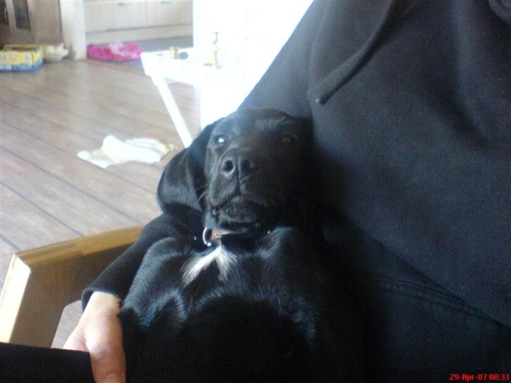 Blanding af racer Citta (Solgt) - Det er så dejligt at putte hos mor;) billede 20