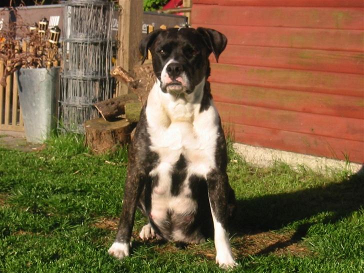 Amerikansk bulldog VBA's Kela R.I.P 2011 - Puha.. Hvor har man meget mave at slæbe på når man venter 9 hvalpe.. :-/ billede 19