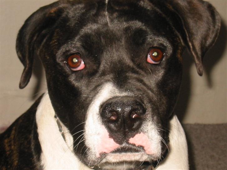 Amerikansk bulldog VBA's Kela R.I.P 2011 - Jeg er en rigtig charmetrold... billede 20