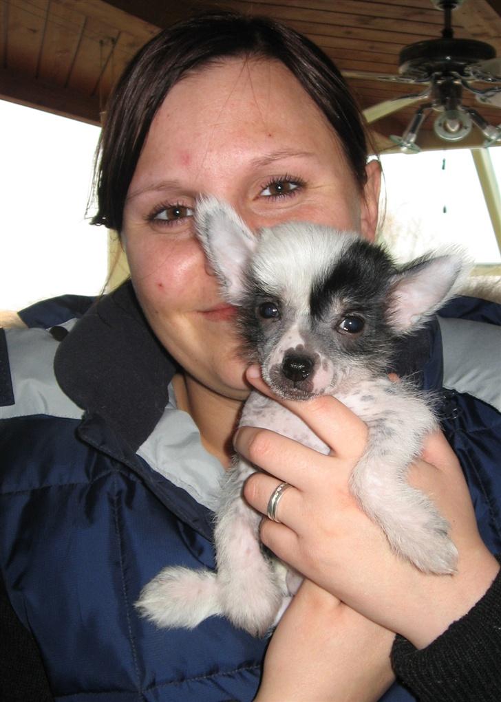 Chinese crested hårløs Jessie - Tina og Jessie - det er ren kærlighed! billede 1