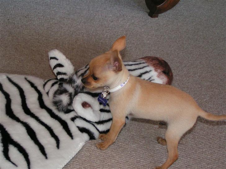 Chihuahua santino billede 12