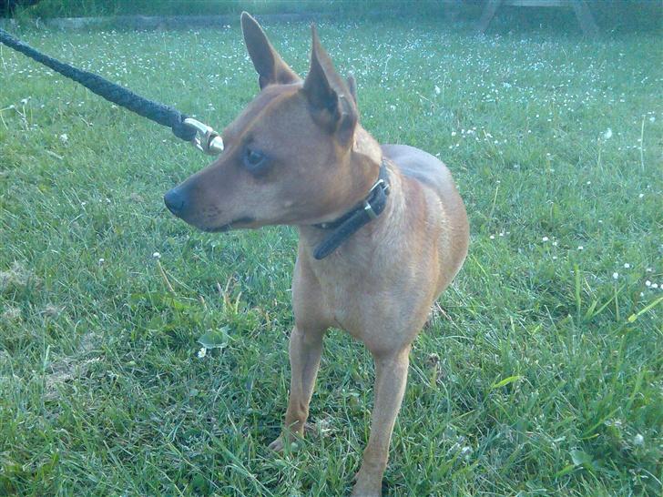 Dvaergpinscher buller - så skal vi til og hjem! dejligt  billede 14