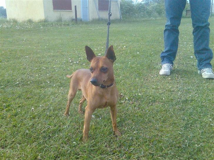 Dvaergpinscher buller - se hvor lille og flot jeg er ;) billede 15