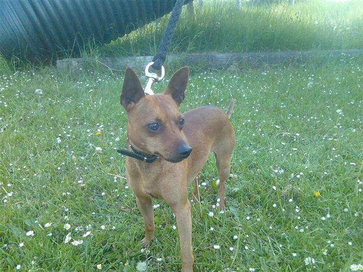 Dvaergpinscher buller - Se mit flotte hovede!  billede 16