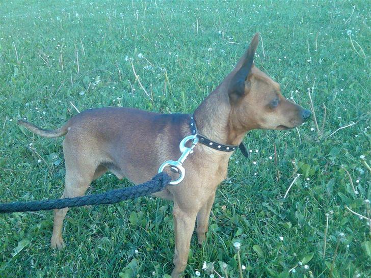 Dvaergpinscher buller - er jeg ikke bare flot ;) billede 17