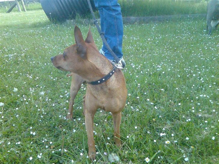 Dvaergpinscher buller - Kigger lige efter aico!  billede 18