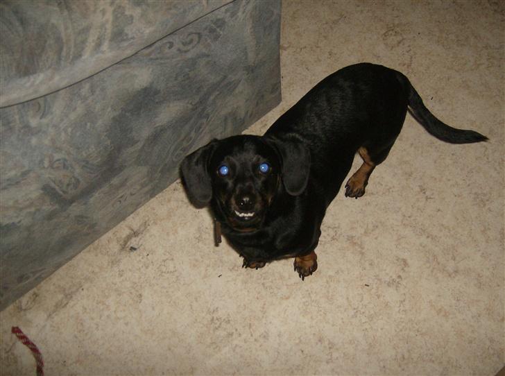 Blanding af racer Ozzi billede 1