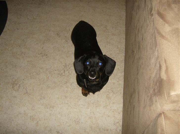 Blanding af racer Ozzi billede 2