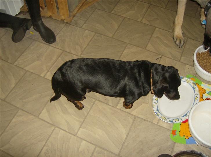 Blanding af racer Ozzi billede 3