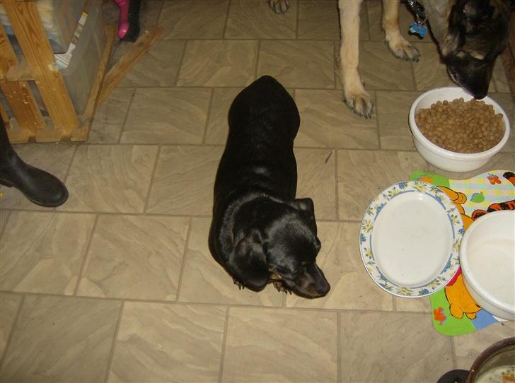 Blanding af racer Ozzi billede 5