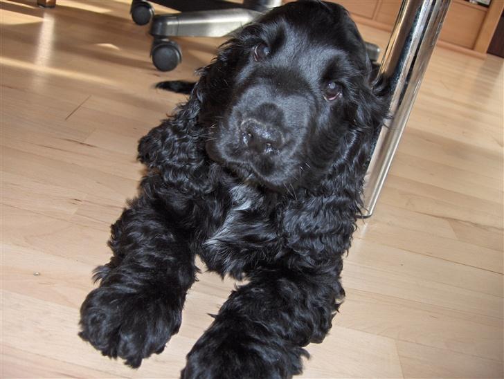 Cocker spaniel Balder - Balder 4 mdr billede 9