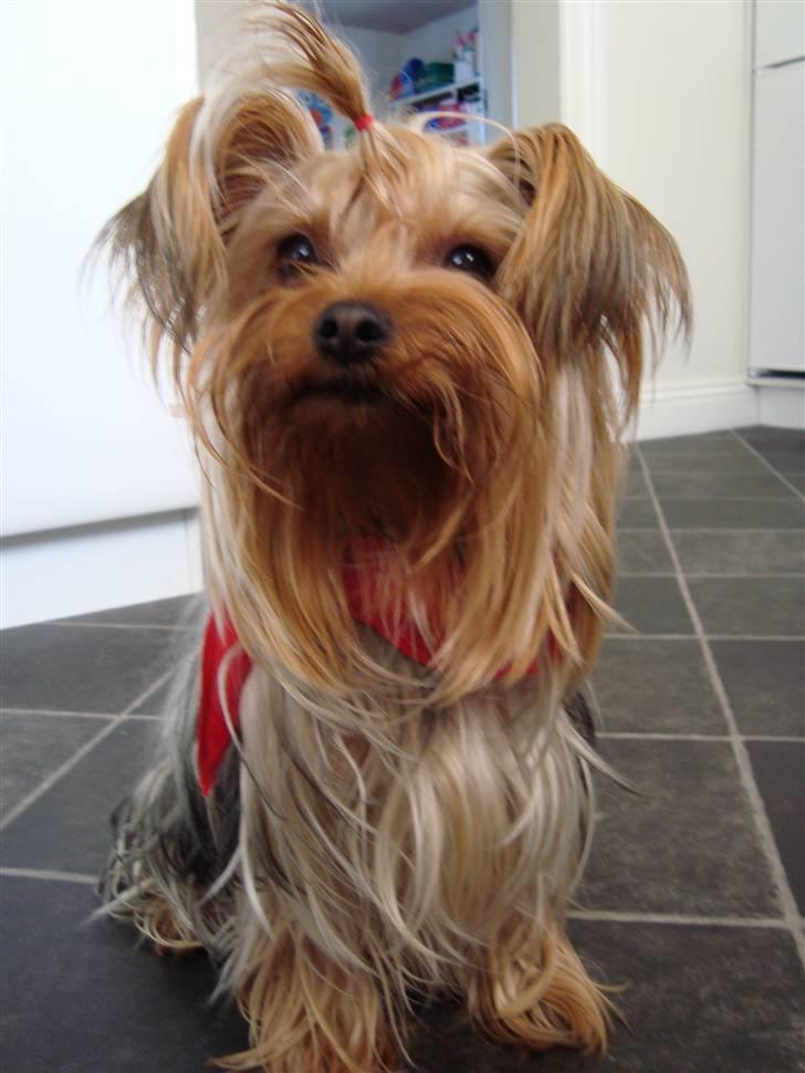 Yorkshire terrier Fiona billede 1