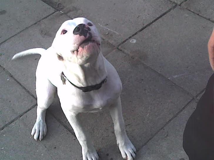Amerikansk bulldog | Shadi | billede 2
