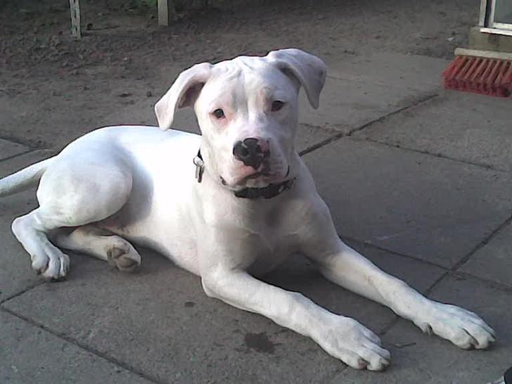 Amerikansk bulldog | Shadi | billede 3