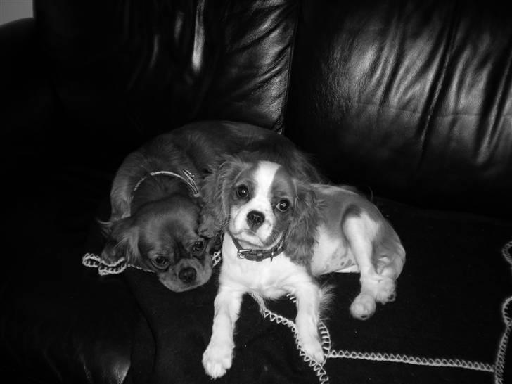 Cavalier king charles spaniel Maggie billede 1