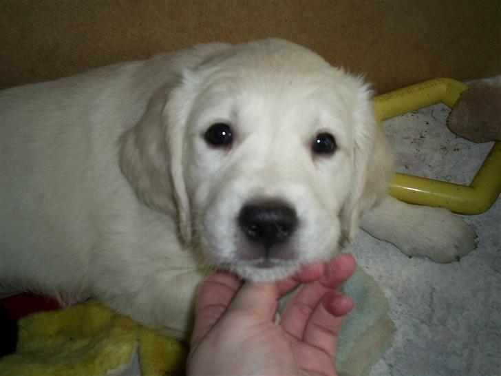 Golden retriever Mondo ( R.I.P. ) - Ca. 6 uger gammel billede 7