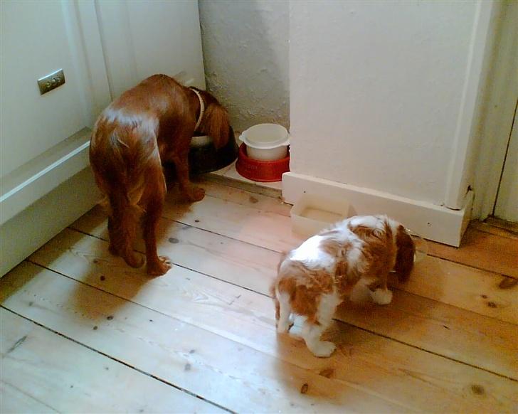 Cavalier king charles spaniel Maggie billede 2