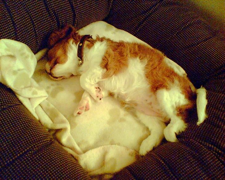 Cavalier king charles spaniel Maggie billede 3