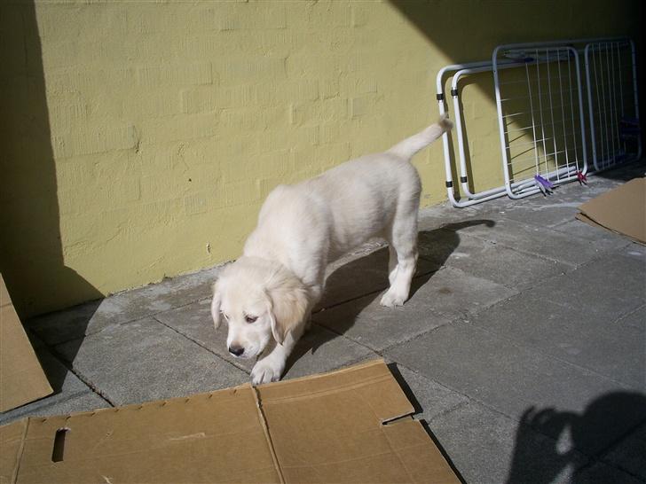 Golden retriever Mondo ( R.I.P. ) billede 8