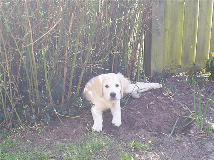 Golden retriever Mondo ( R.I.P. ) - Mig... Jeg er da helt uskyldig... billede 9