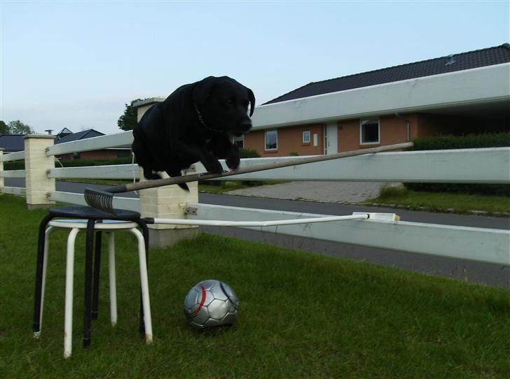 Labrador retriever (¯`v´¯)LAIKA(¯`v´¯) billede 11