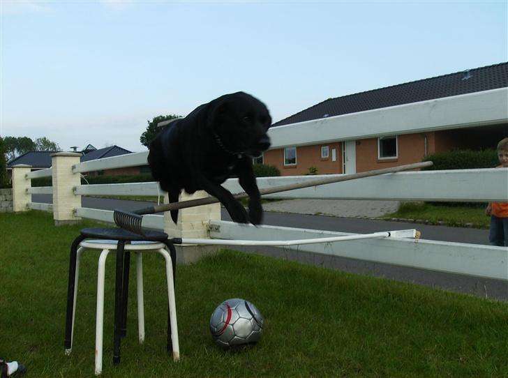 Labrador retriever (¯`v´¯)LAIKA(¯`v´¯) billede 12