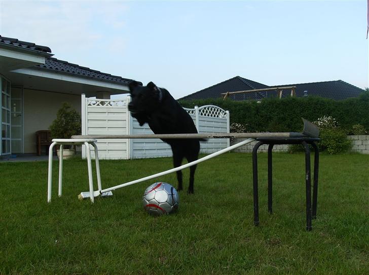 Labrador retriever (¯`v´¯)LAIKA(¯`v´¯) billede 13