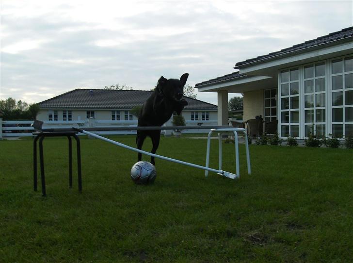 Labrador retriever (¯`v´¯)LAIKA(¯`v´¯) billede 14