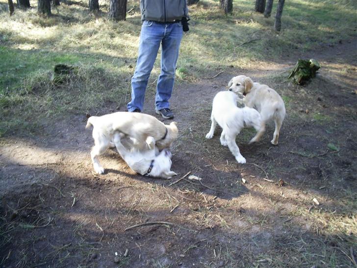 Golden retriever Mondo ( R.I.P. ) - Mondo og nogle af hans søskende på tur i skoven billede 10