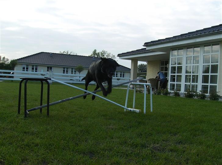 Labrador retriever (¯`v´¯)LAIKA(¯`v´¯) billede 15