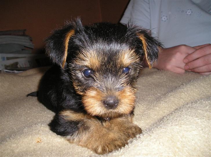 Yorkshire terrier Fiona billede 2