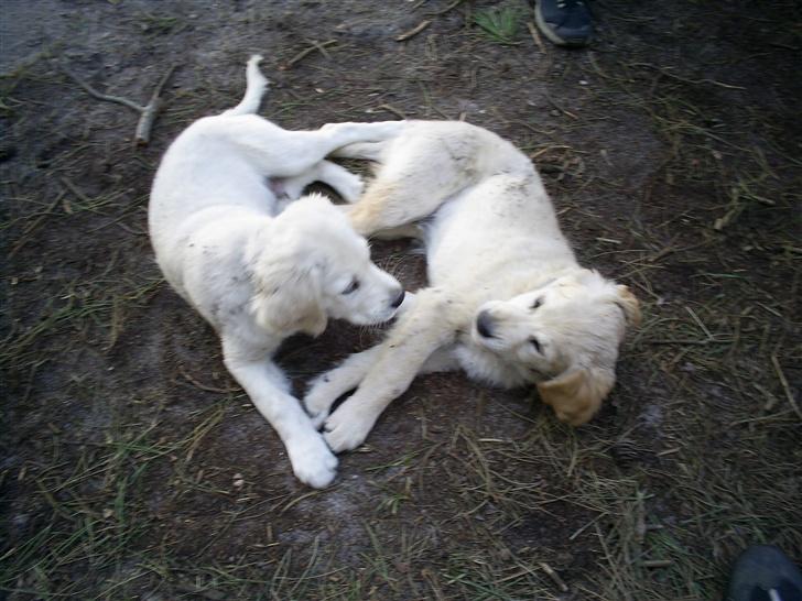 Golden retriever Mondo ( R.I.P. ) - En lille slåskamp med Mondo´s bror billede 11