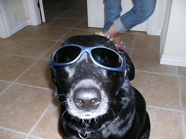 Labrador retriever (¯`v´¯)LAIKA(¯`v´¯) billede 16