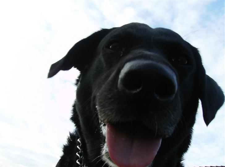 Labrador retriever (¯`v´¯)LAIKA(¯`v´¯) billede 17