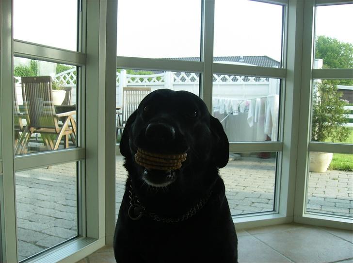 Labrador retriever (¯`v´¯)LAIKA(¯`v´¯) billede 18