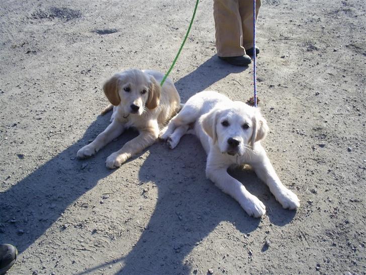 Golden retriever Mondo ( R.I.P. ) - Mondo og hans bror Andy til venstre billede 12