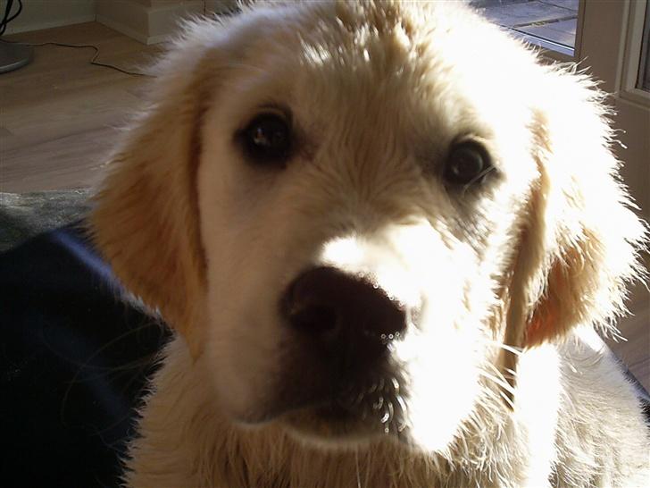 Golden retriever Mondo ( R.I.P. ) - Har lige været i bad... billede 13