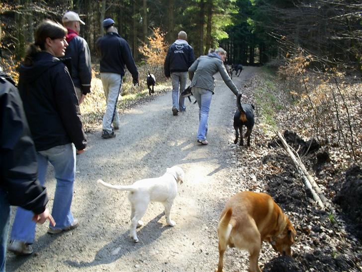 Golden retriever Mondo ( R.I.P. ) - Tur i skoven med venner fra hundegalleri billede 14