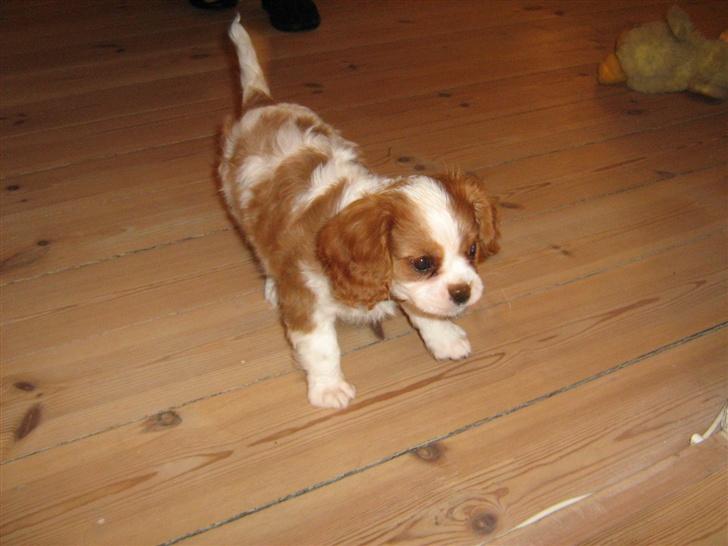 Cavalier king charles spaniel Maggie billede 4