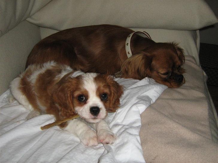 Cavalier king charles spaniel Maggie billede 5