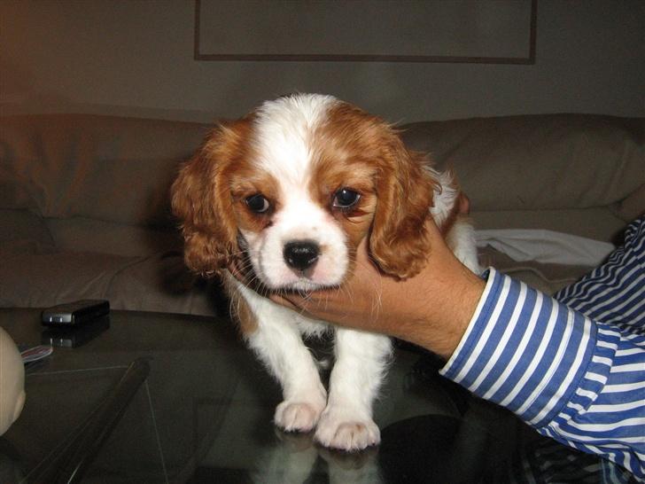 Cavalier king charles spaniel Maggie billede 6