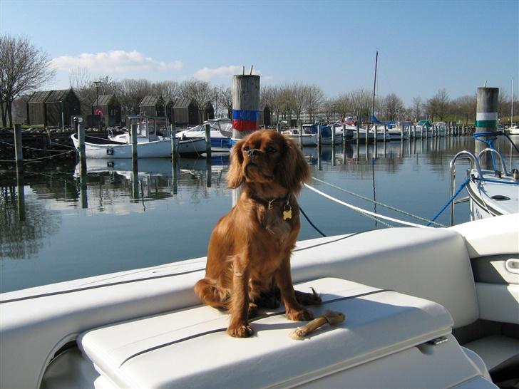 Cavalier king charles spaniel Lotus billede 11