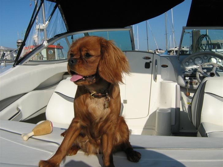 Cavalier king charles spaniel Lotus billede 12