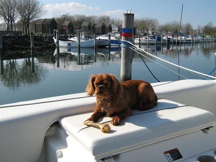 Cavalier king charles spaniel Lotus billede 13