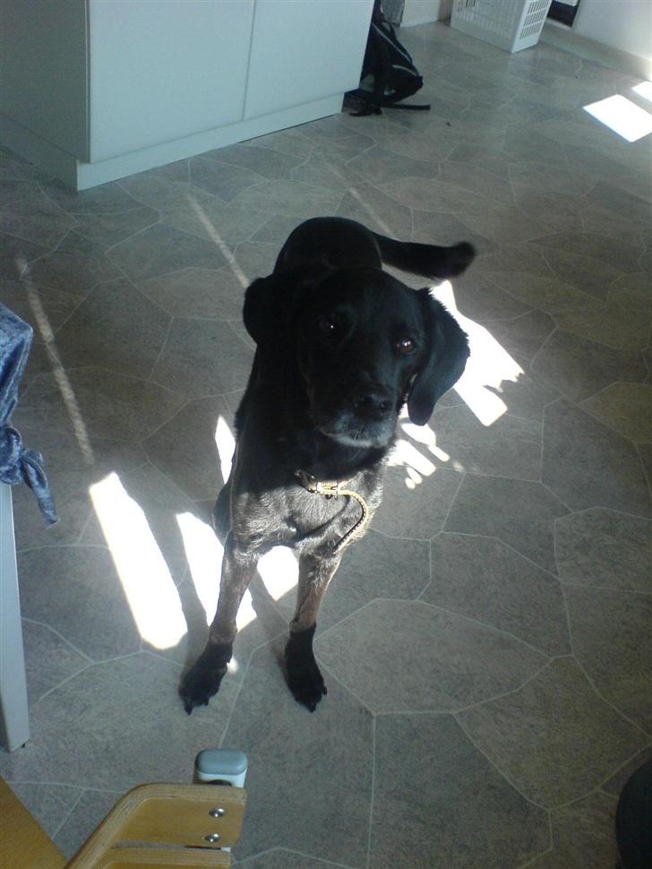 Blanding af racer Frans <3 RIP :( - hey, er det mon en bette hundekiks du har der til mig? billede 1