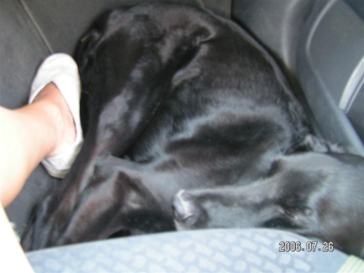 Blanding af racer Frans <3 RIP :( - årh, jeg er træt. det har været en lang hård dag oppe i sommerhuset! billede 2