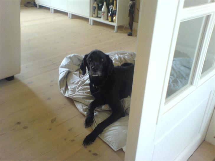 Blanding af racer Frans <3 RIP :( - ej, hvad laver du??? billede 3