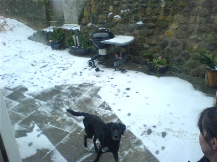 Blanding af racer Frans <3 RIP :( - hey Melena, er det dig oppe i vinduet?? billede 4