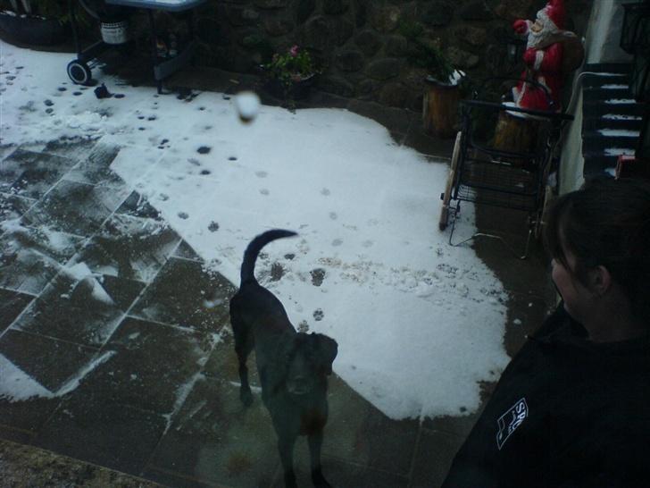 Blanding af racer Frans <3 RIP :( - er jeg ikke bare flot? kast nu en bette hundekiks ud til mig!! billede 5